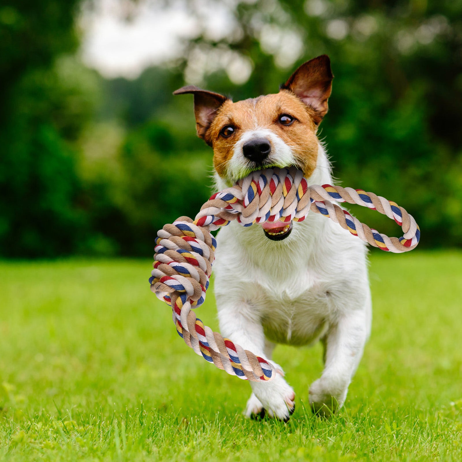 Heavy Duty Dog Rope Toy with 2 Knots, Durable Cotton Chew Toy for Aggressive Chewers, Interactive Tug of War Toy for Large Dogs,