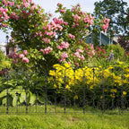 No-Dig Decorative Garden Fence with Gate - Fleur-de-Lis Rustproof Metal Border - Animal Barrier for Patio,