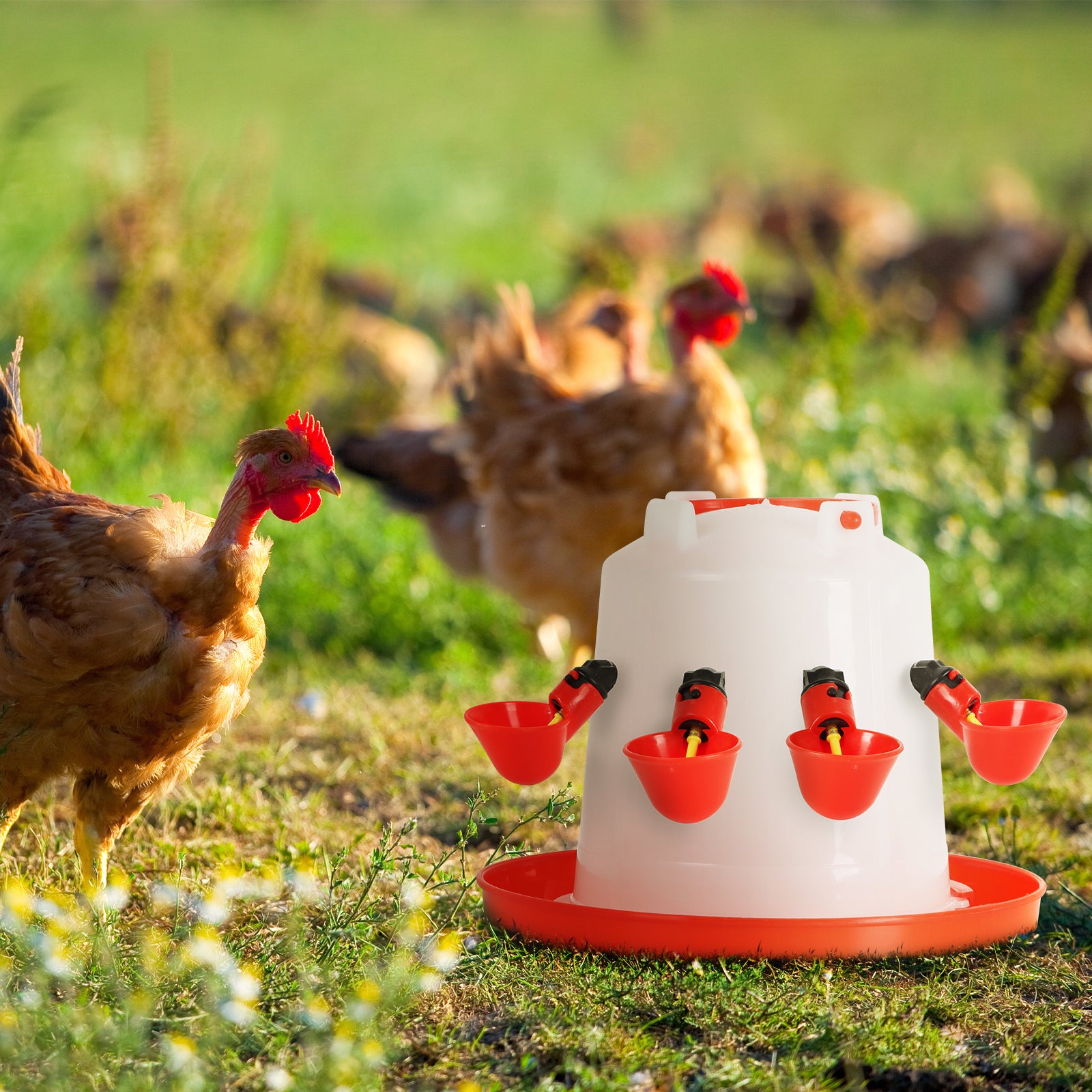 20 Pack Chicken Water Cup, Poultry Waterer, Automatic Chicken Feeder and Waterer, Chicken Water Feeder Suitable for Chicks, Ducks, Geese, Turkeys and Bunny Rabbit