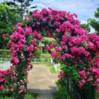 7FT Gothic Metal Garden Arch Arbor - Heavy Duty Trellis for Climbing Plants - Elegant Wedding Arch for Outdoor Ceremonies