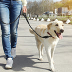 5FT Heavy Duty Dog Leash with Double Padded Handles, Reflective Nylon Rope Leash for Medium and Large Dogs, Walking and Training,